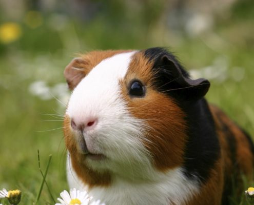 Cavia 2 495x400