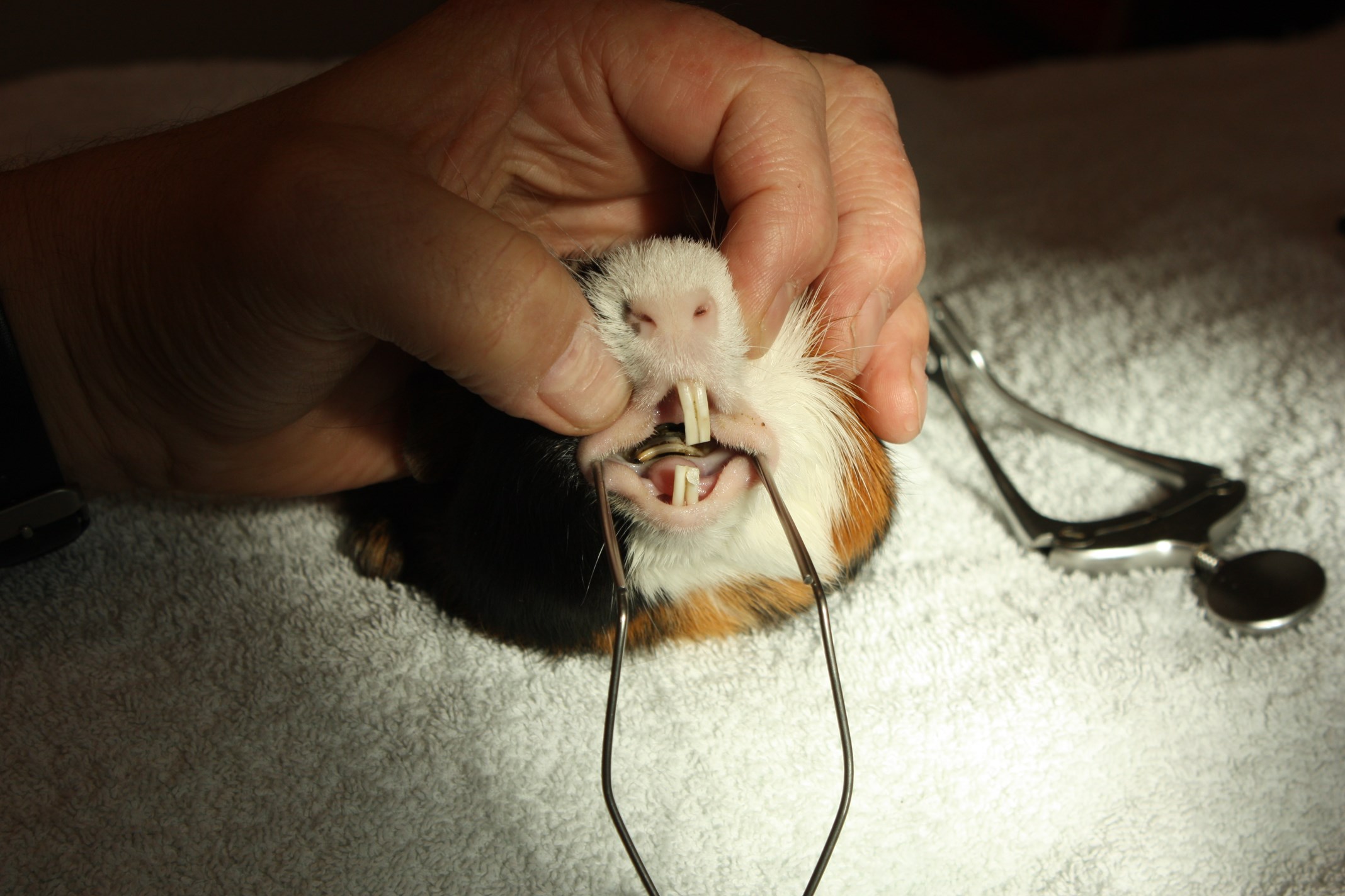 Cavia brug kiezen