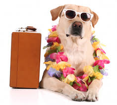 Hond vakantie