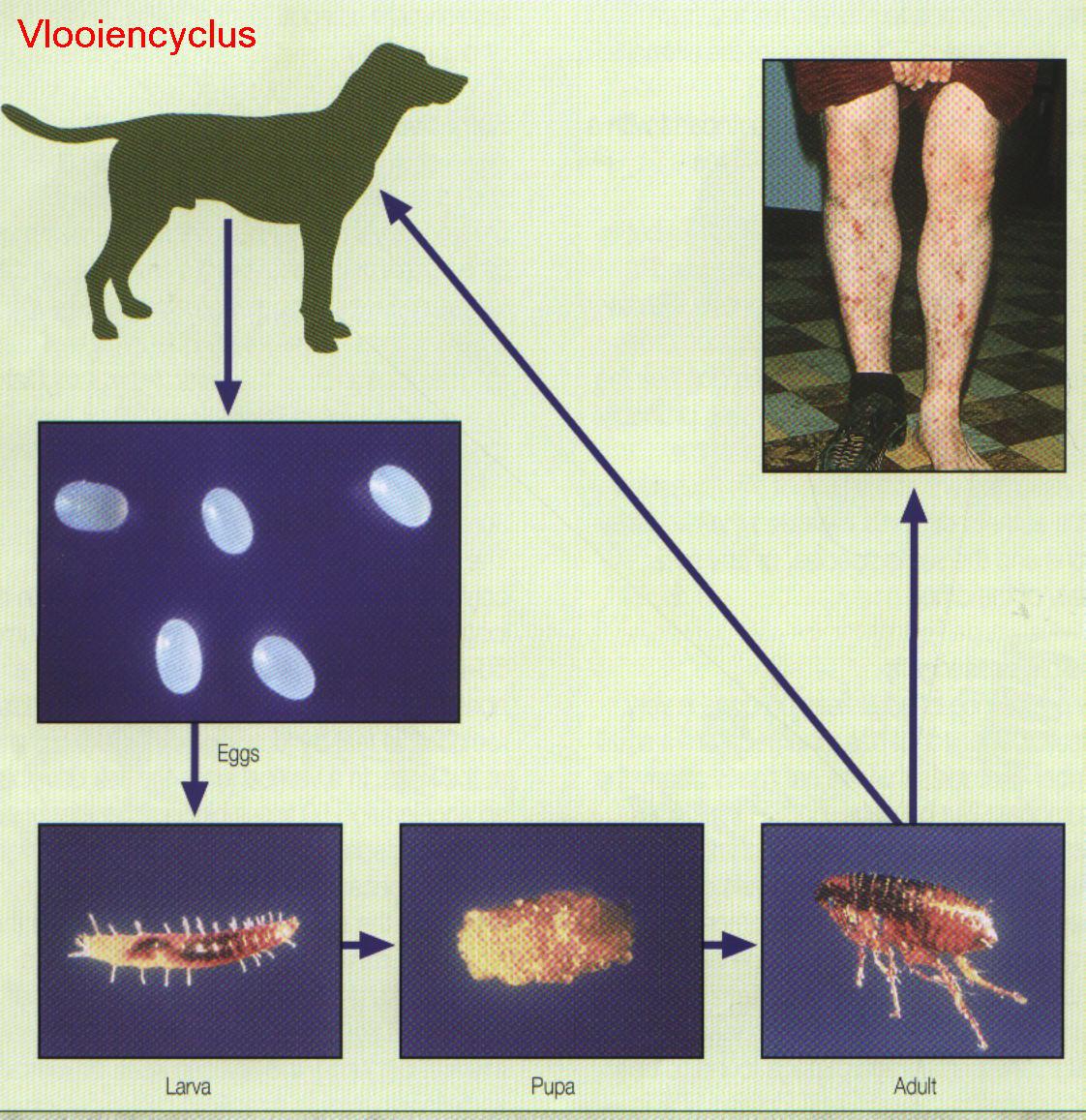 Vlooiencyclus