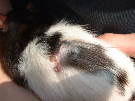 krablaesie cavia