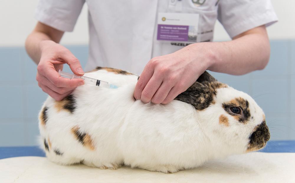 vaccinatie konijn